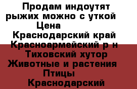 Продам индоутят рыжих,можно с уткой. › Цена ­ 1 000 - Краснодарский край, Красноармейский р-н, Тиховский хутор Животные и растения » Птицы   . Краснодарский край